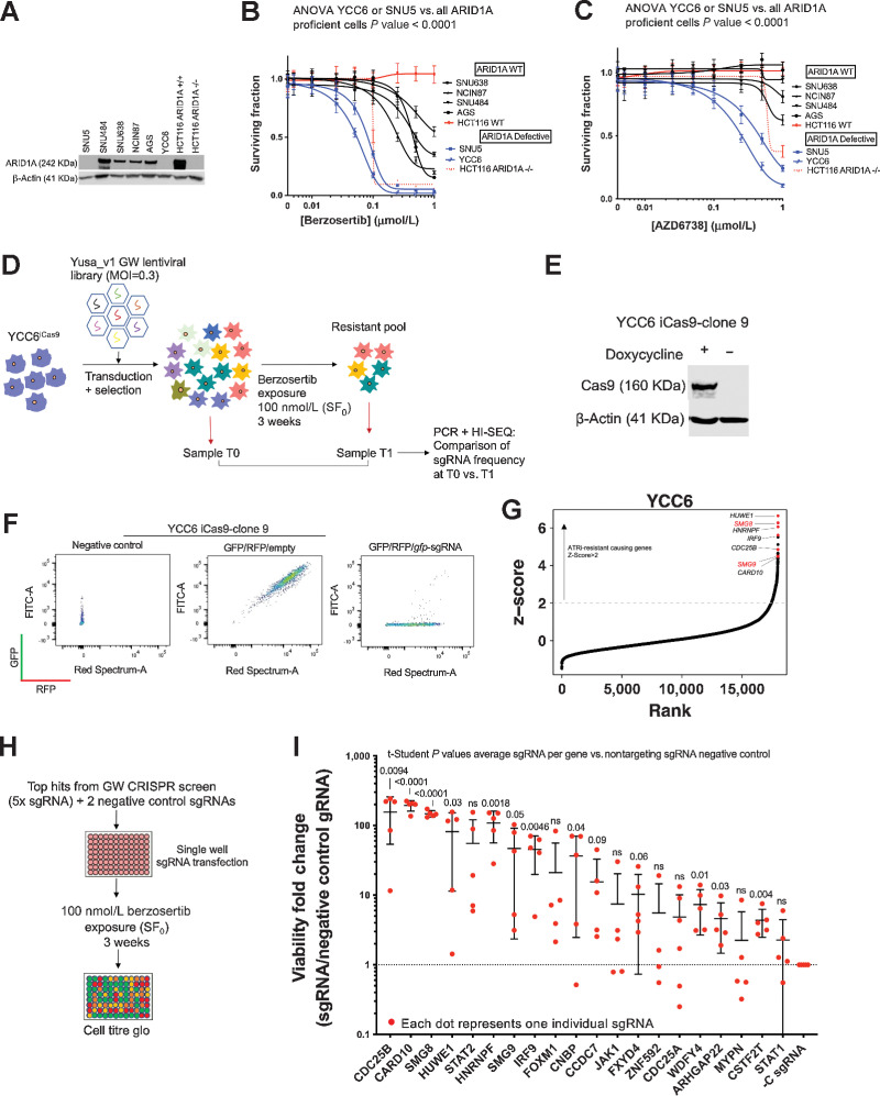 Figure 1. Gastric cancer genome-wide CRISPRn screen identifies genetic determinants of ATRi resistance. A, YCC6 and SNU5 gastric tumor cell lines show no ARID1A expression by Western blotting. Other ARID1A-proficient gastric tumor cell lines are represented in this Western blot analysis and HCT116 ARID1A isogenic cell lines are used as positive and negative controls. B and C, Dose–response survival curves (384-well plate, 5-day assay) show that YCC6 and SNU5 (blue) are sensitive to ATRi, compared with the ARID1A-proficient gastric cancer cell lines (black). HCT116 isogenic controls are highlighted in red. D, Schematic illustrating a genome-wide ATRi CRISPR/Cas9 screen using the YCC6 gastric cancer cell line. E, Western blot analysis showing that YCC6 gastric tumor cell line (clone 9) expresses Cas9 upon doxycycline induction after being transduced with an Edit-R Inducible Lentiviral hEF1a-Blast-Cas9 Nuclease vector and selected with blasticidin. F, YCC6 iCas9 cells have a catalytically active Cas9 as shown by flow cytometry. GFP/RFP/Empty represent iCas9 cells transduced with GFP- and RFP-expressing lentiviral constructs. GFP/RFP/gfp-sgRNA represents iCas9 cells that were additionally transduced with a sgRNA-targeting GFP that cleaves the GFP protein thereby decreasing green fluorescence emission. G, Scatter plot illustrating sgRNA z-score for ATRi-resistant cells retrieved at T1 compared with untreated cells retrieved at T0 plotted against the rank calculated from the rank product of z-score and MAGeCK analysis of sgRNA counts. The genes targeted by sgRNA that were most enriched (T1-T0) are highlighted in red at the top right corner of the graph comprising CDC25B, SMG8, SMG9, HUWE1, IRF9, HNRNPF, and CARD10. H, Diagram showing the validation screen workflow. I, Results of the deconvoluted CRISPRn validation screen in 96-well plate format. Each red dot represents an individual sgRNA. P values were calculated by conducting a t test comparing all sgRNAs per gene versus all sgRNAs per the control sgRNA. Dose–response curves, Western blot analysis and the deconvoluted CRISPRn validation screen in 96-well plate format are representative of three or more biological replicates.