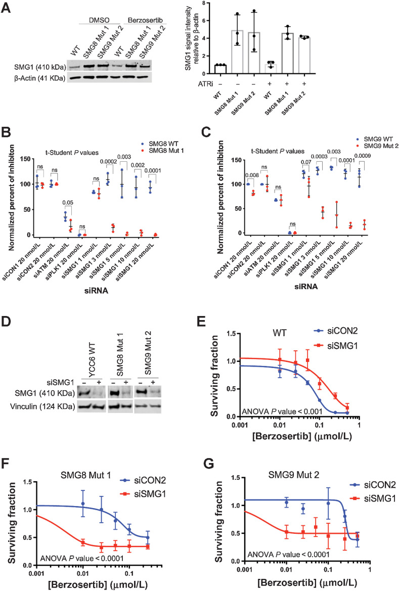 Figure 3. Silencing of SMG1 resensitizes SMG8 and SMG9 knockout cells to ATR inhibition. A, SMG1 is overexpressed in the SMG8 and SMG9 mutant cells after 48 hours of DMSO or 150 nmol/L berzosertib exposure, compared with the WT cells (Left). Smg1 signal intensity relative to β-Actin expression representing relative protein expression using ImageJ (right). Error bars represent SEM, considering three biological replicates. B and C, SMG1 knockdown experiment (384-well plates) showing an increase in the normalized percent of inhibition in the SMG8 and SMG9 mutant cells (red) compared with the WT cells (blue) following exposure to a range of SMG1 siRNA concentrations (from 1 to 20 nmol/L; negative controls; siCON1, siCON2, positive controls; siATM, siPLK1). D, Western blot analysis showing siSMG1 silencing in the YCC6 WT and SMG8 and SMG9 mutant cells. E–G, Silencing of SMG1 in YCC6 WT, SMG8 and SMG9 mutant cells resensitizes them to ATRi (384-well plate, 5-day assay). siCON2 is used as a negative control. All panels of this figure are representative of three or more biological replicates.