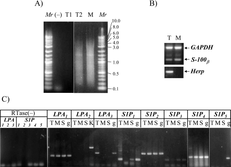 Fig. 1