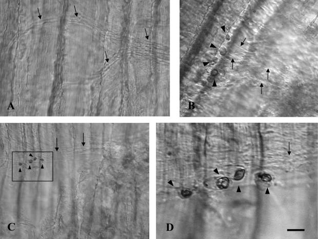 Fig. 2