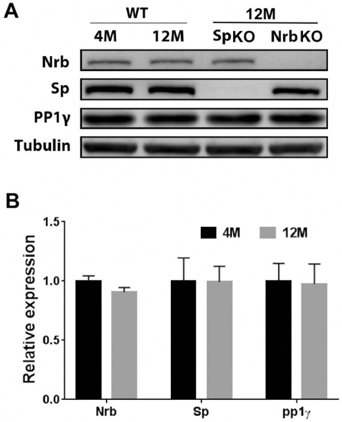 Fig 7