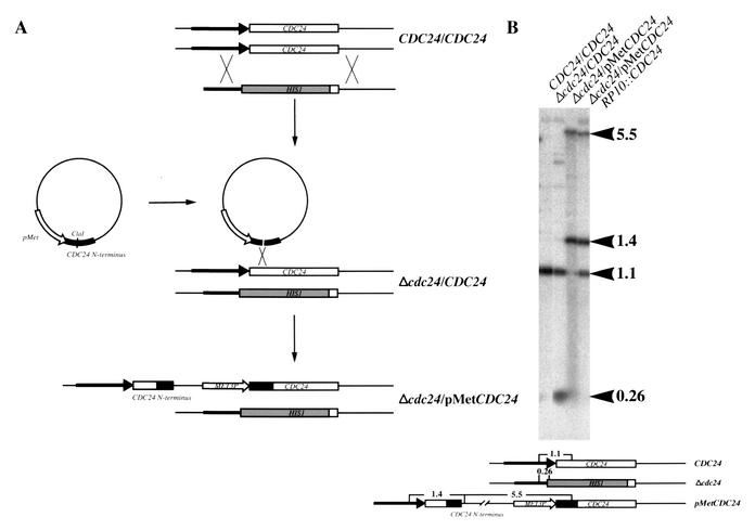 FIG. 2.