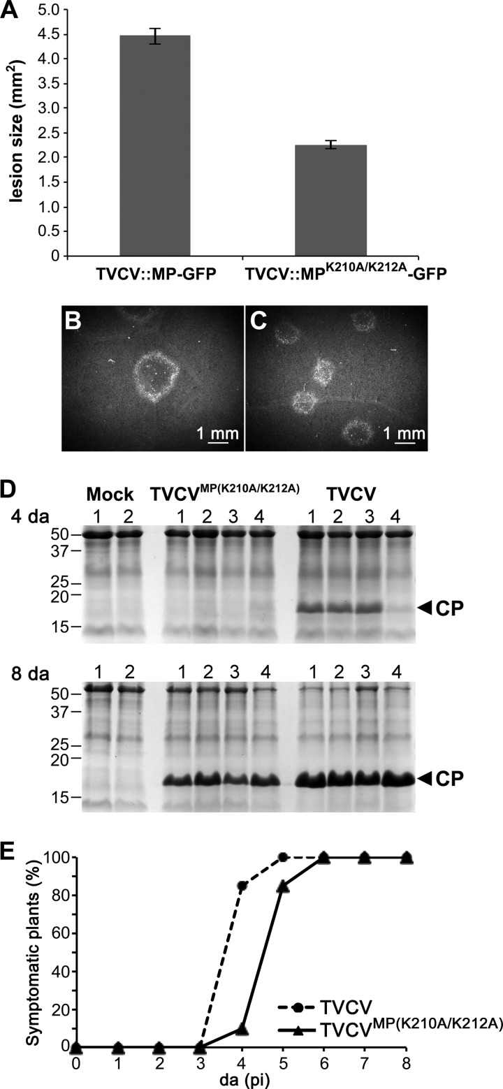 Fig 5