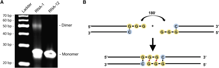 Figure 4