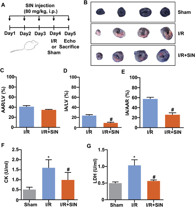 Sinomenine Confers Protection Against Myocardial Ischemia Reperfusion