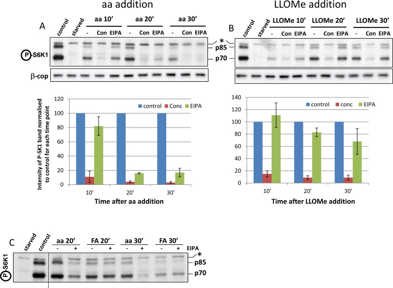 Figure 7—figure supplement 1.