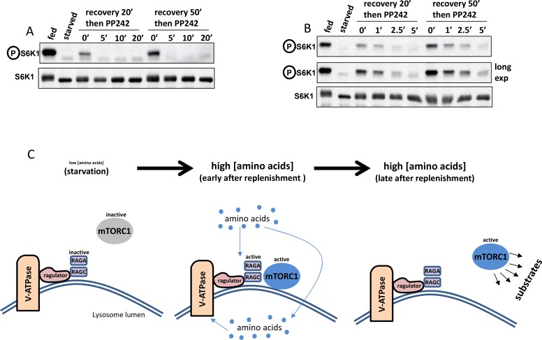 Figure 5—figure supplement 1.