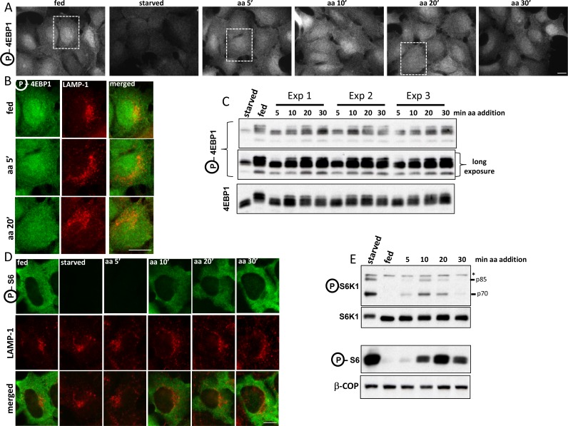 Figure 1—figure supplement 1.