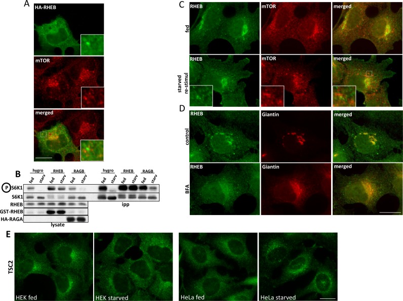 Figure 1—figure supplement 2.