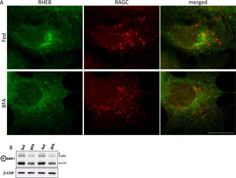 Figure 1—figure supplement 3.