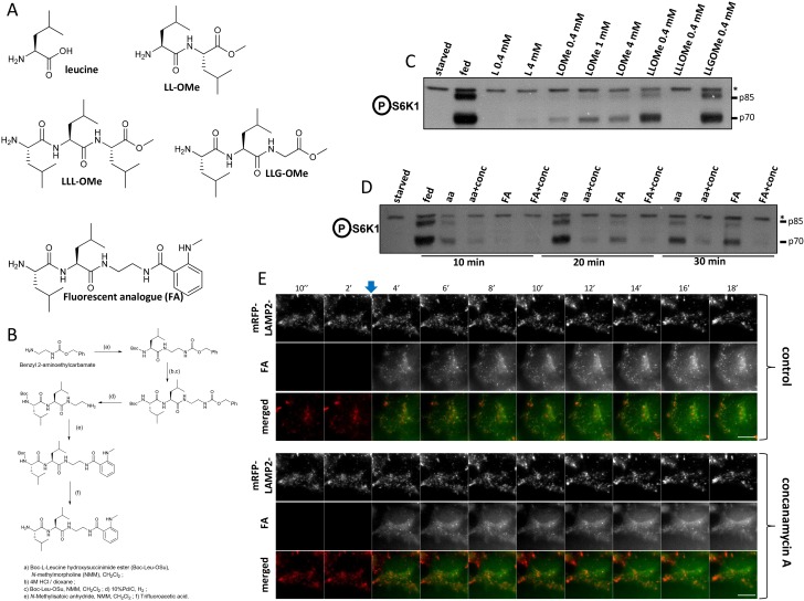 Figure 6—figure supplement 1.