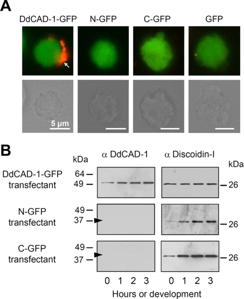 FIGURE 4.