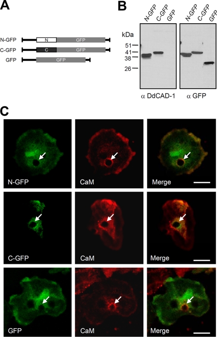 FIGURE 3.