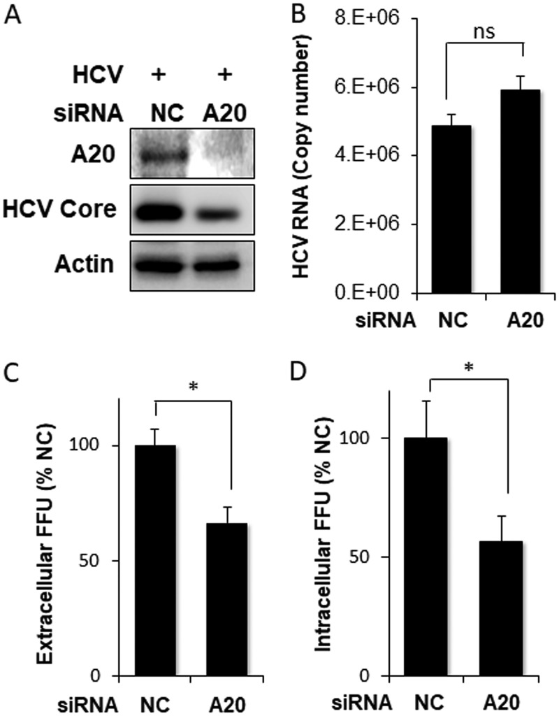 FIG 6