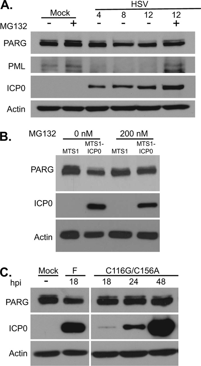 Fig 7