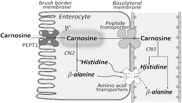 FIGURE 3