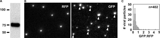 FIG. 2.