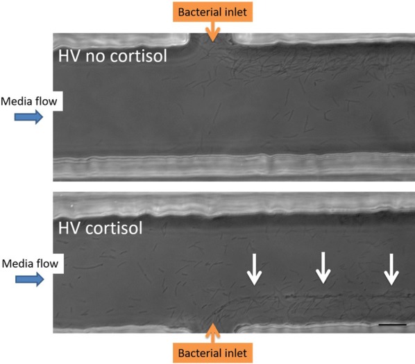 Figure 2