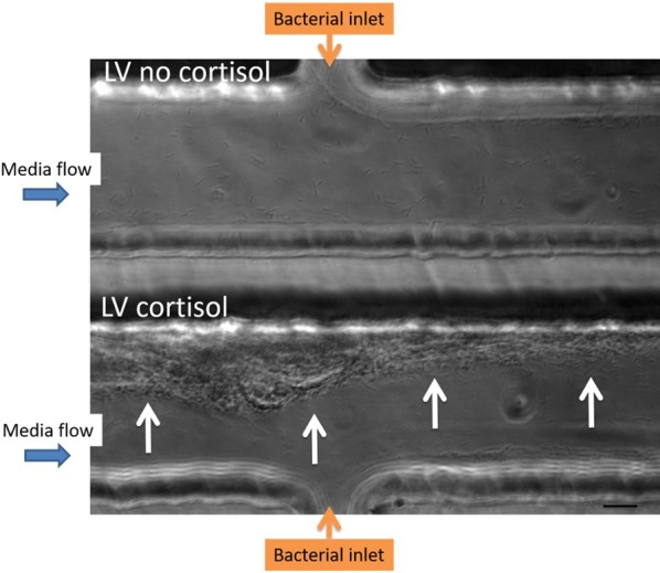 Figure 3