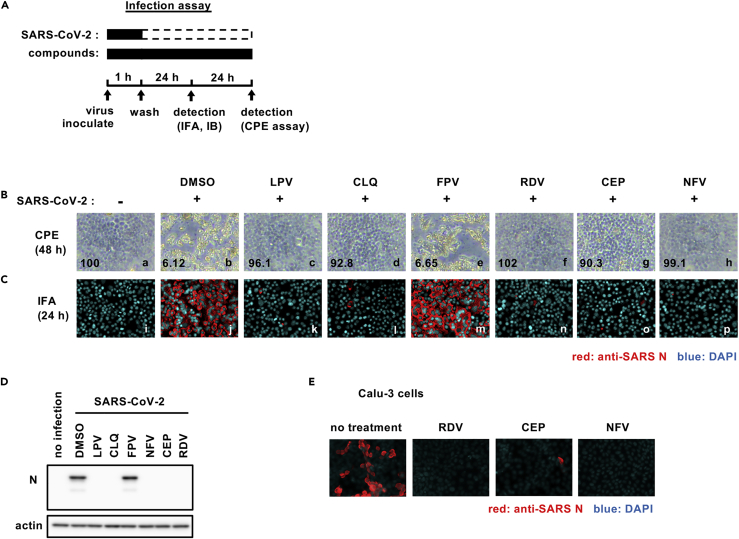 Figure 1