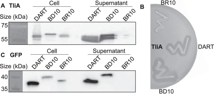 Figure 7.