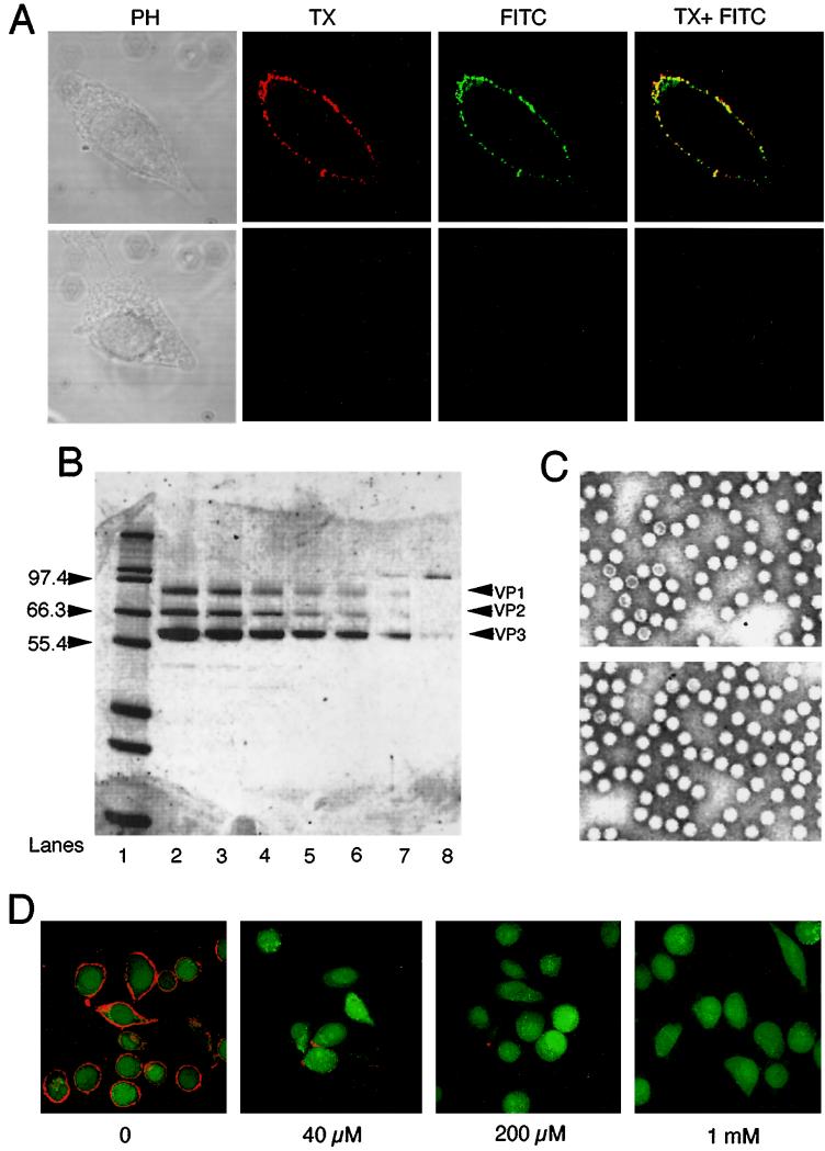 FIG. 1