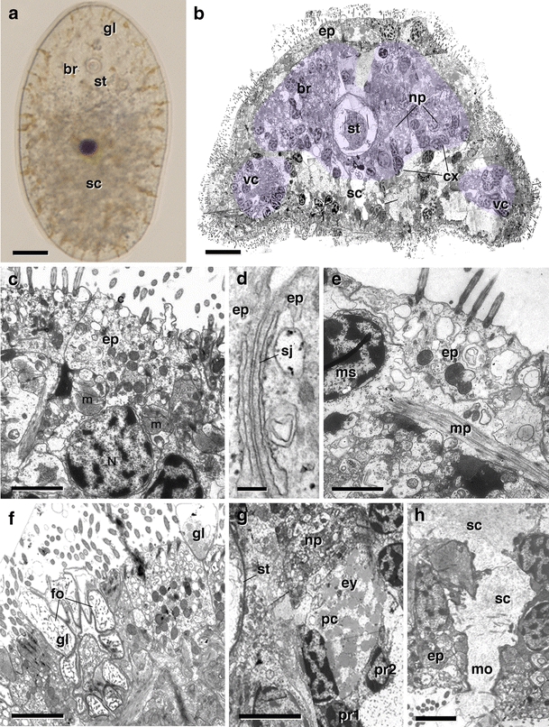 Fig. 1