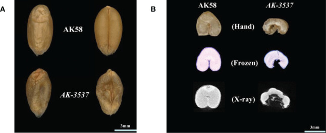 Figure 1