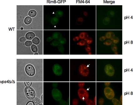 Fig 6