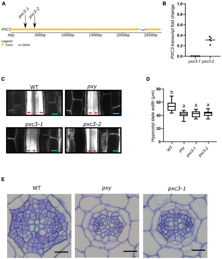 FIGURE 2