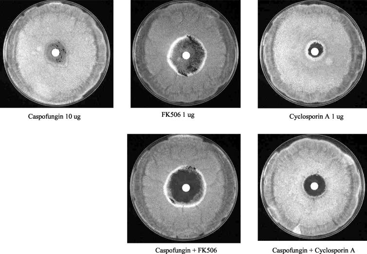 FIG. 1.