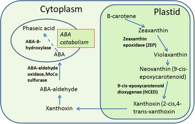 FIGURE 2