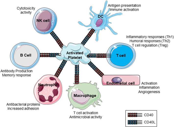 The Immune Nature of Platelets Revisited - PMC