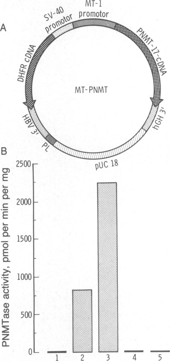 graphic file with name pnas00319-0110-a.jpg