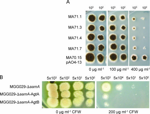 FIG. 8.