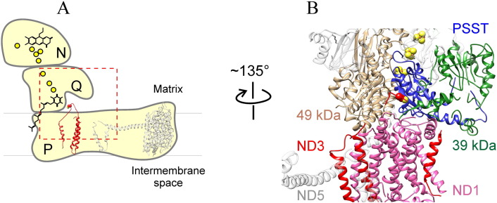 Fig. 1