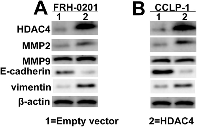 Fig 8