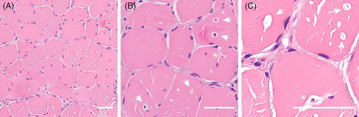 FIGURE 3