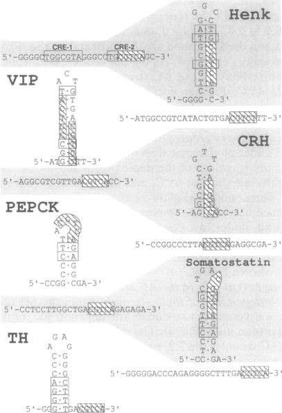 graphic file with name pnas01052-0364-a.jpg