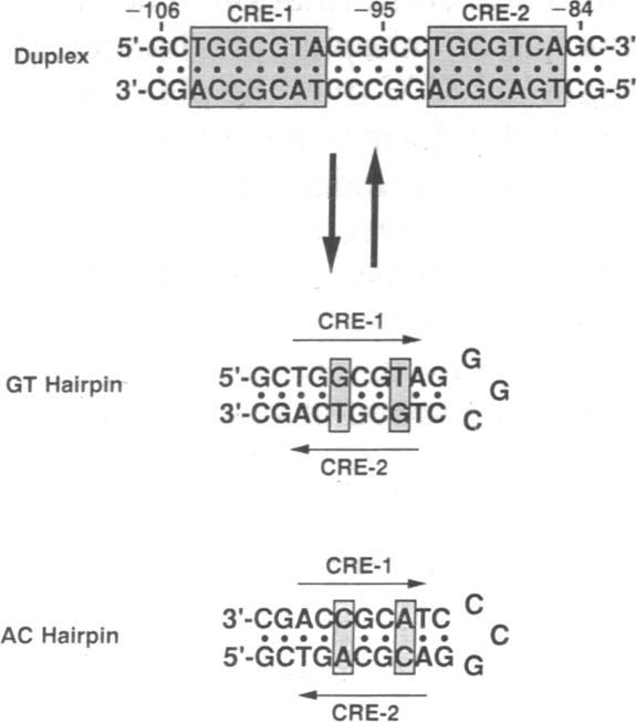 graphic file with name pnas01052-0361-d.jpg