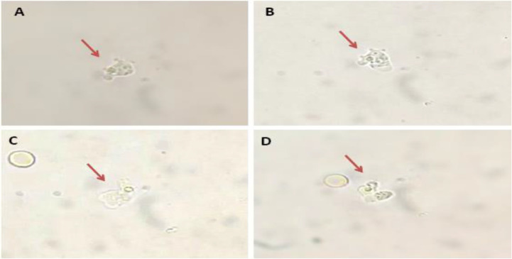 Fig. 1: