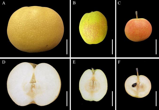 Fig. 1