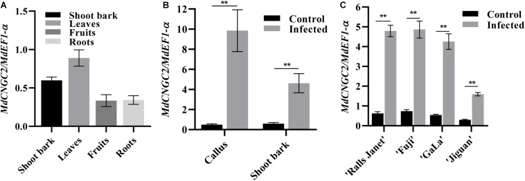 FIGURE 2