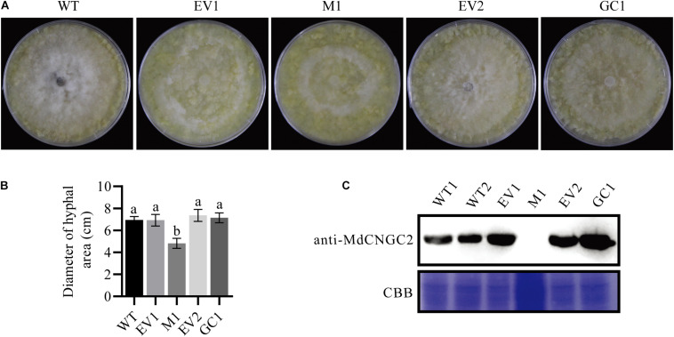 FIGURE 4