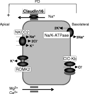 Fig. 1