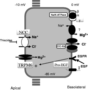 Fig. 2