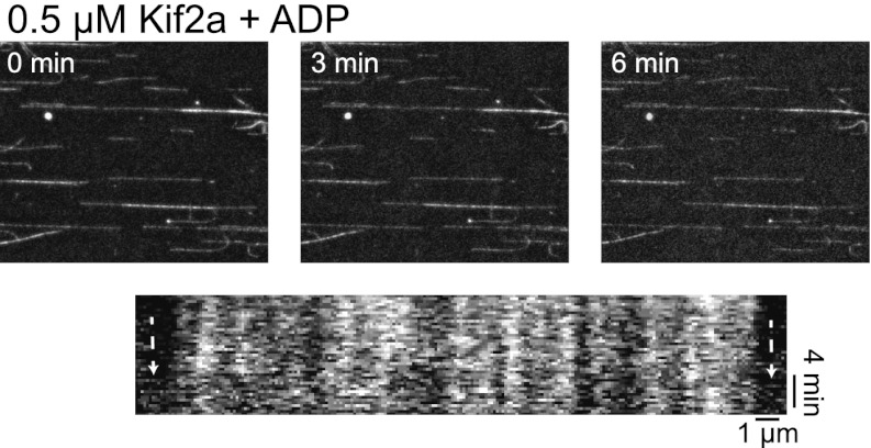 Figure 4—figure supplement 3.