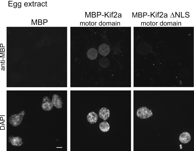 Figure 4—figure supplement 1.