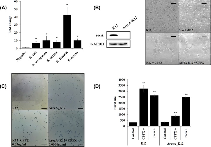 FIG 1