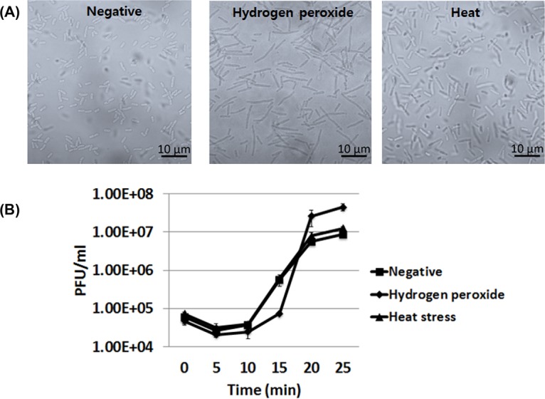 FIG 6